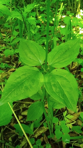 Rubia chinensis iNat (3)