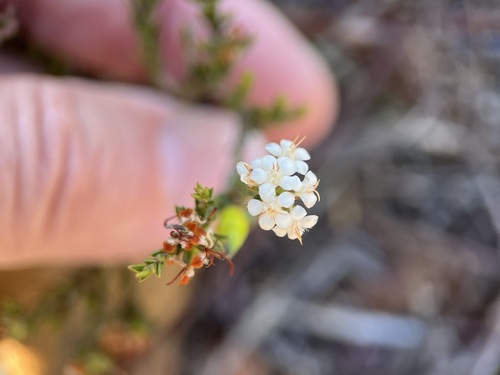 Image of Macrostylis decipiens by (c) Charleen Brunke, some rights reserved (CC BY)