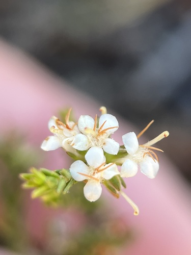 Image of Macrostylis decipiens by (c) Charleen Brunke, some rights reserved (CC BY)