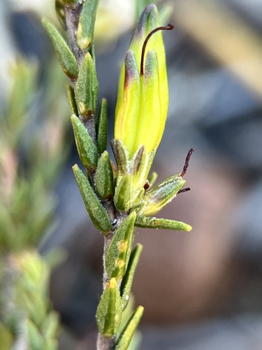Image of Macrostylis decipiens by (c) Charleen Brunke, some rights reserved (CC BY)