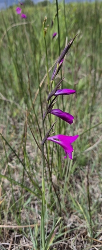 Image of Gladiolus palustris by (c) Christoph Moning, some rights reserved (CC BY)