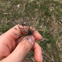Daucus carota