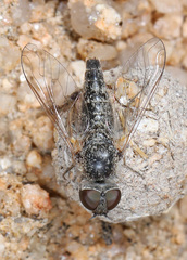 Aphoebantus