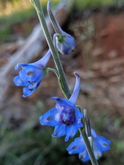 Delphinium carolinianum