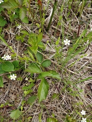 Moehringia lateriflora