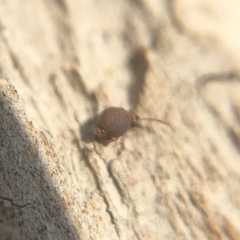 Bourletiella hortensis