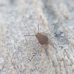 Bourletiella hortensis