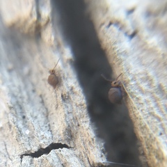 Bourletiella hortensis