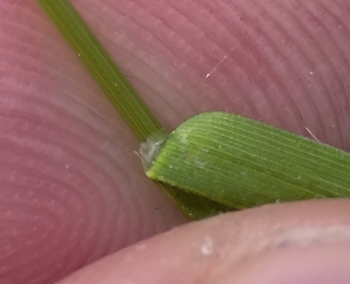 Image of Poa angustifolia by (c) Yurii Basov, some rights reserved (CC BY)