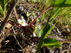 Fragaria virginiana platypetala