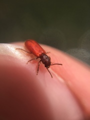 Zenodosus sanguineus