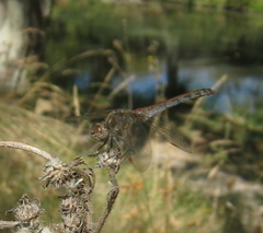 Sympetrum striolatum