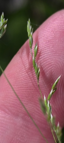 Image of Poa angustifolia by (c) Yurii Basov, some rights reserved (CC BY)