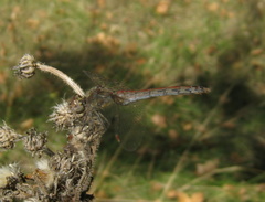 Sympetrum striolatum