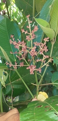 Miconia calvescens