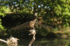 Sympetrum striolatum