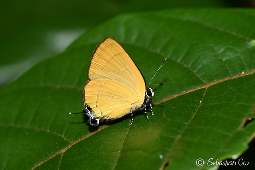 Rapala suffusa (Moore, 1878)