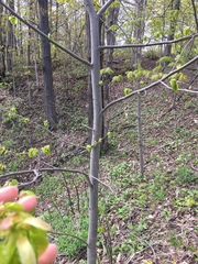 Tilia americana
