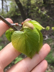 Tilia americana