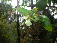 Epidendrum renilabium
