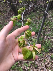 Tilia americana