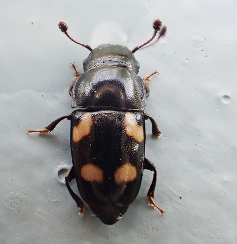 Four-spotted Sap Beetle