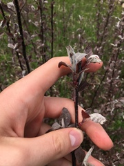 Malus