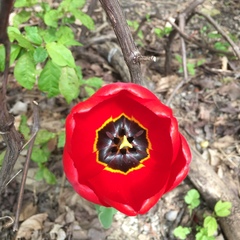 Tulipa gesneriana