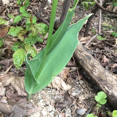 Tulipa gesneriana