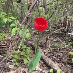 Tulipa gesneriana