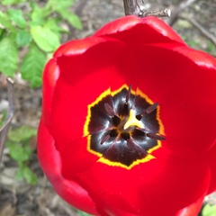 Tulipa gesneriana