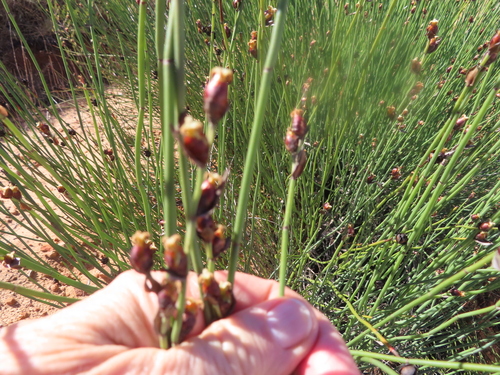 Image of Elegia macrocarpa by (c) linkie, some rights reserved (CC BY)