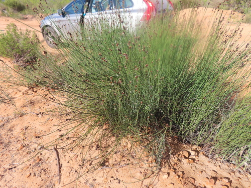 Image of Elegia macrocarpa by (c) linkie, some rights reserved (CC BY)