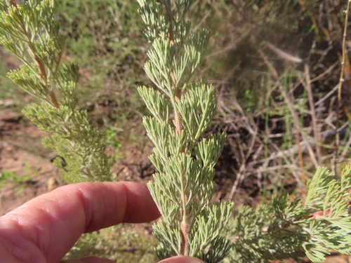 Image of Serruria aitonii by (c) linkie, some rights reserved (CC BY)