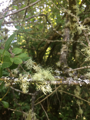 Usnea flavocardia