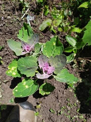 Chenopodium quinoa