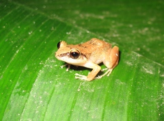 Eleutherodactylus gossei