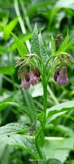 Kostihoj lekársky (Symphytum officinale): pôvod a využitie — fotografia 2