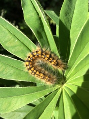 Malacosoma californica
