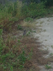 Spodiopsar cineraceus