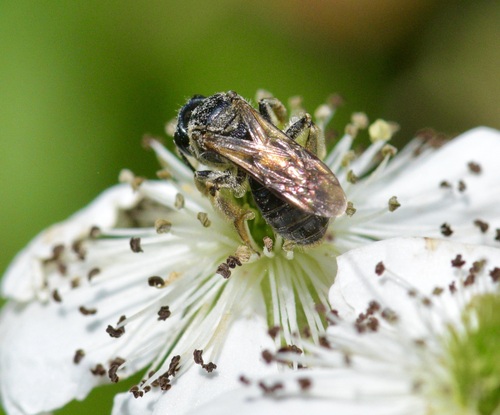 Nude Mining Bee photo 4