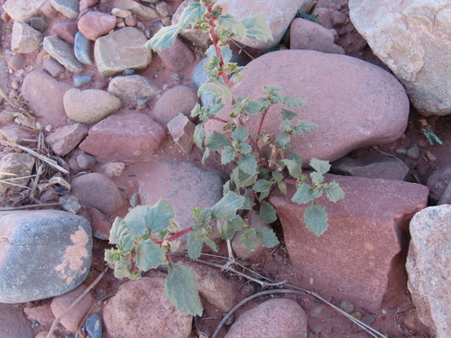 Image of Herero Nettle (Forsskaolea hereroensis) by no rights reserved
