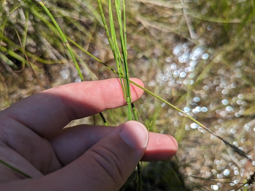 Horsetail (Equisetum × litorale)