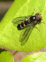 Meligramma triangulifera