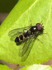 Meligramma triangulifera