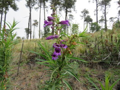 Penstemon gentianoides