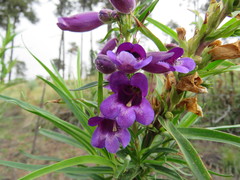 Penstemon gentianoides