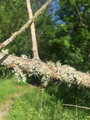 Usnea flavocardia