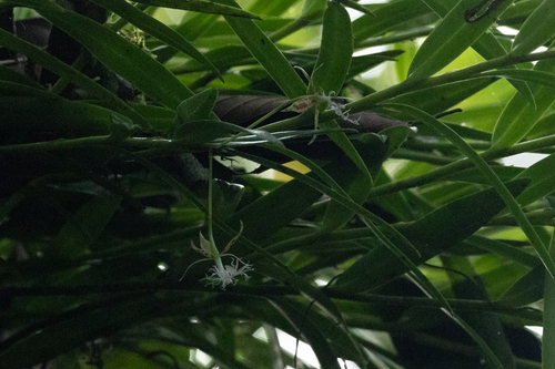 Epidendrum criniferum Rchb.f. 2