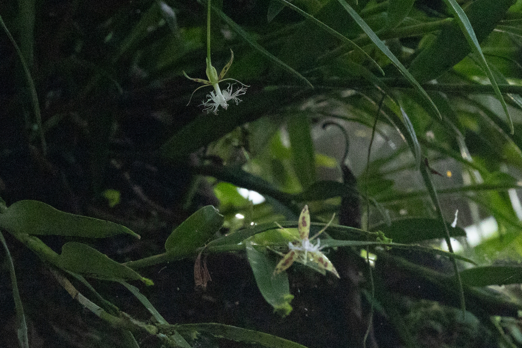 Epidendrum criniferum